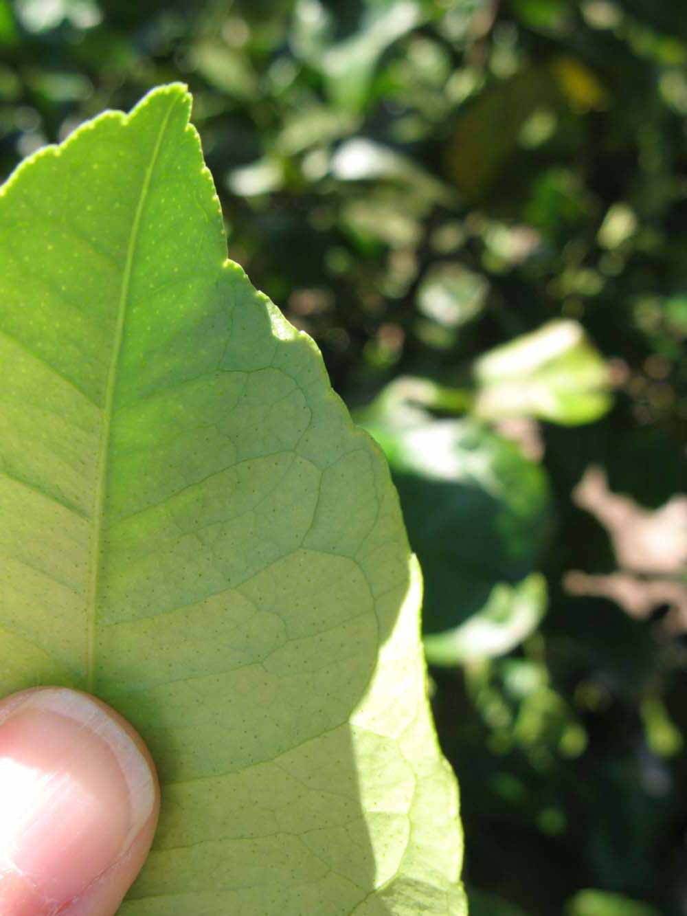              Margin (Winter Haven, FL)       